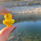 Ducky